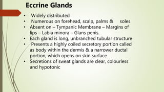 Eccrine Glands
• Widely distributed
• Numerous on forehead, scalp, palms & soles
• Absent on – Tympanic Membrane – Margins of
lips – Labia minora – Glans penis.
• Each gland is long, unbranched tubular structure
• Presents a highly coiled secretory portion called
as body within the dermis & a narrower ductal
portion, which opens on skin surface
• Secretions of sweat glands are clear, colourless
and hypotonic
 