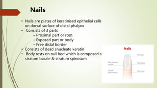 Nails
• Nails are plates of keratinised epithelial cells
on dorsal surface of distal phalynx
• Consists of 3 parts
– Proximal part or root
– Exposed part or body
– Free distal border
• Consists of dead anucleate keratin
• Body rests on nail bed which is composed of
stratum basale & stratum spinosum
 
