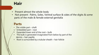 Hair
• Present almost the whole body
• Not present : Palms, Soles, Ventral surface & sides of the digits & some
parts of the male & female external genitalia
Parts
• The visible part – shaft
• Embedded part – root
• Expanded lower end of the root – bulb
• The bulb is generated invaginated from below by part of the
dermis – hair papilla
• Root is surrounded by a tubular sheath – hair follicle
 