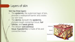 Layers of skin
Skin has three layers:
• The epidermis, the outermost layer of skin,
provides a waterproof barrier and creates
our skin tone.
• The dermis, beneath the epidermis,
contains tough connective tissue, hair
follicles, and sweat glands.
• The deeper subcutaneous
tissue (hypodermis) is made of fat and
connective tissue.
 