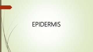 EPIDERMIS
 