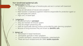 Non-keratinized epidermal cells:
1. Melanocytes(10-25%)
• located in the basal layer of keratinocytes and are in contact with basement
membrane.
• They are derivatives of neural crest ectoderm
• Main function is toproduce pigment melanine (responsible for protection agaist uv
rays and gives skin colour).
• High conc. In basal layer.
2. Langerhan’s
• Located primarily in spinylayer.
• They are member of immune system.
• They are antigen-presenting cells
• Have an ovoid pale staining nucleus surrounded by pale-stanning cytoplasm.
• Because of long processes they are known as dendritic cells.
3. Merkel cell
• Few present in basal membrane.
• Osmiophilic granules in their cytoplasm.
• Contains bombesin, vasoactive polypeptide, metenkephalin.
• These are touch receptorsand are called tactile corpuscles
 
