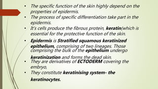 • The specific function of the skin highly depend on the
properties of epidermis.
• The process of specific differentiation take part in the
epidermis.
• It’s cells produce the fibrous protein, keratin(which is
essential for the protective function of the skin.
• Epidermis is Stratified squamous keratinized
epithelium, comprising of two lineages. Those
comprising the bulk of the epithelium undergo
keratinization and forms the dead skin.
• They are derivatives of ECTODERM covering the
embryo,
• They constitute keratinising system- the
keratinocytes.
 