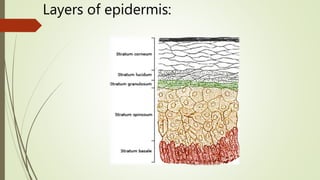 Layers of epidermis:
 