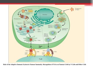 Role of the Adaptive Immune System in Tumour Immunity: Recognition of TAAs on Tumour Cells by T Cells and Other Cells
 