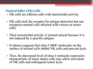 Natural killer (NK) cells
• NK cells are effector cells with tumoricidal activity.
• NK cells lack the receptor for antigen detection but can
recognize normal cells infected with viruses or tumor
cells.
• Their tumoricidal activity is termed natural because it is
not induced by a specific antigen.
• Evidence suggests that class I MHC molecules on the
surface of normal cells inhibit NK cells and prevent lysis.
• Thus, the decreased level of class I molecule expression
characteristic of many tumor cells may allow activation
of NK cells and subsequent tumor lysis.
 