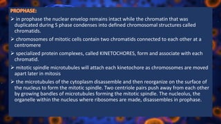  in prophase the nuclear envelop remains intact while the chromatin that was
duplicated during S phase condenses into defined chromosomal structures called
chromatids.
 chromosomes of mitotic cells contain two chromatids connected to each other at a
centromere
 specialized protein complexes, called KINETOCHORES, form and associate with each
chromatid.
 mitotic spindle microtubules will attach each kinetochore as chromosomes are moved
apart later in mitosis
 the microtubules of the cytoplasm disassemble and then reorganize on the surface of
the nucleus to form the mitotic spindle. Two centriole pairs push away from each other
by growing bandles of microtubules forming the mitotic spindle. The nucleolus, the
organelle within the nucleus where ribosomes are made, disassembles in prophase.
 