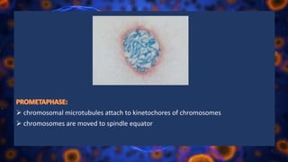  chromosomal microtubules attach to kinetochores of chromosomes
 chromosomes are moved to spindle equator
 