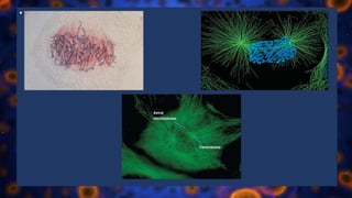 • z
Astral
microtubules
Centrosome
 