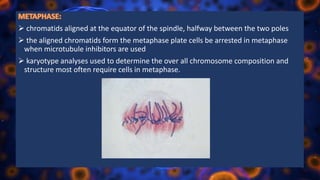  chromatids aligned at the equator of the spindle, halfway between the two poles
 the aligned chromatids form the metaphase plate cells be arrested in metaphase
when microtubule inhibitors are used
 karyotype analyses used to determine the over all chromosome composition and
structure most often require cells in metaphase.
 