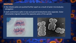  the mitotic poles are pushed further apart as a result of polar microtubules
elongation
 each centromere splits in two and paired kinetochores also separate. Sister
chromatids migrate toward the opposite poles of the spindle
 