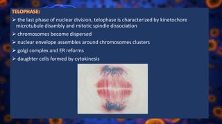  the last phase of nuclear division, telophase is characterized by kinetochore
microtubule disambly and mitotic spindle dissociation
 chromosomes become dispersed
 nuclear envelope assembles around chromosomes clusters
 golgi complex and ER reforms
 daughter cells formed by cytokinesis
 