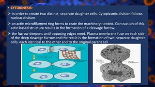  in order to create two distinct, separate daughter cells. Cytoplasmic division follows
nuclear division
 an actin microfilament ring forms to crate the machinery needed. Contraction of this
actin based structure results in the formation of a cleavage furrow.
 the furrow deepens until opposing edges meet. Plasma membrane fuse on each side
of the deep cleavage furrow and the result is the formation of two separate daughter
cells, each identical to the other and to the original parent cell
 