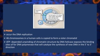  occur the DNA replication
 46 chromosomes in a human cells is copied to form a sister chromatid
 ATP- depended unwinding of chromatin structure by DNA helicase exposes the binding
sites of for DNA polymerase that will catalyze the synthesis of new DNA in the 5’ to 3’
direction
 