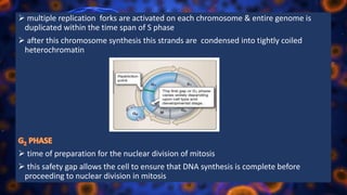  multiple replication forks are activated on each chromosome & entire genome is
duplicated within the time span of S phase
 after this chromosome synthesis this strands are condensed into tightly coiled
heterochromatin
 time of preparation for the nuclear division of mitosis
 this safety gap allows the cell to ensure that DNA synthesis is complete before
proceeding to nuclear division in mitosis
 