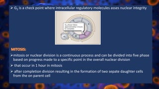  G2 is a check point where intracellular regulatory molecules asses nuclear integrity
mitosis or nuclear division is a continuous process and can be divided into five phase
based on progress made to a specific point in the overall nuclear division
 that occur in 1 hour in mitosis
 after completion division resulting in the formation of two sepate daughter cells
from the on parent cell
 