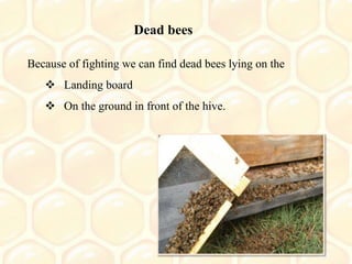 Bee Roting Robbing in honey bees | PPTX