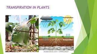 TRANSPIRATION IN PLANTS
 