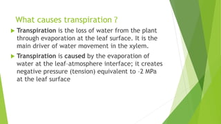 What causes transpiration ʔ
 Transpiration is the loss of water from the plant
through evaporation at the leaf surface. It is the
main driver of water movement in the xylem.
 Transpiration is caused by the evaporation of
water at the leaf–atmosphere interface; it creates
negative pressure (tension) equivalent to –2 MPa
at the leaf surface
 