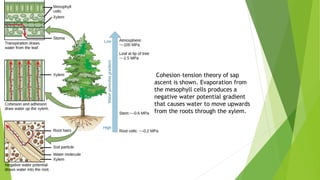 Cohesion–tension theory of sap
ascent is shown. Evaporation from
the mesophyll cells produces a
negative water potential gradient
that causes water to move upwards
from the roots through the xylem.
 