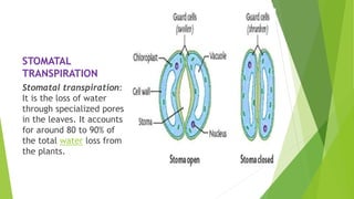 STOMATAL
TRANSPIRATION
Stomatal transpiration:
It is the loss of water
through specialized pores
in the leaves. It accounts
for around 80 to 90% of
the total water loss from
the plants.
 
