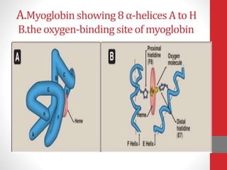 A.Myoglobin showing 8 α-helices A to H
B.theoxygen-binding site of myoglobin
 