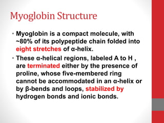 Myoglobin Structure
• Myoglobin is a compact molecule, with
~80% of its polypeptide chain folded into
eight stretches of α-helix.
• These α-helical regions, labeled A to H ,
are terminated either by the presence of
proline, whose five-membered ring
cannot be accommodated in an α-helix or
by β-bends and loops, stabilized by
hydrogen bonds and ionic bonds.
 