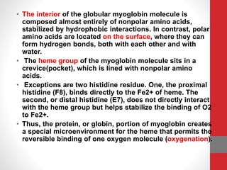 • The interior of the globular myoglobin molecule is
composed almost entirely of nonpolar amino acids,
stabilized by hydrophobic interactions. In contrast, polar
amino acids are located on the surface, where they can
form hydrogen bonds, both with each other and with
water.
• The heme group of the myoglobin molecule sits in a
crevice(pocket), which is lined with nonpolar amino
acids.
• Exceptions are two histidine residue. One, the proximal
histidine (F8), binds directly to the Fe2+ of heme. The
second, or distal histidine (E7), does not directly interact
with the heme group but helps stabilize the binding of O2
to Fe2+.
• Thus, the protein, or globin, portion of myoglobin creates
a special microenvironment for the heme that permits the
reversible binding of one oxygen molecule (oxygenation).
 