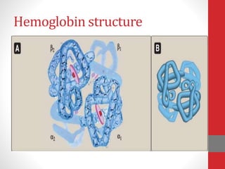 Hemoglobin structure
 