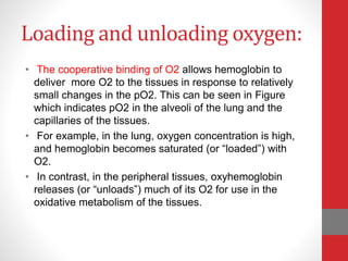 Loading and unloading oxygen:
• The cooperative binding of O2 allows hemoglobin to
deliver more O2 to the tissues in response to relatively
small changes in the pO2. This can be seen in Figure
which indicates pO2 in the alveoli of the lung and the
capillaries of the tissues.
• For example, in the lung, oxygen concentration is high,
and hemoglobin becomes saturated (or “loaded”) with
O2.
• In contrast, in the peripheral tissues, oxyhemoglobin
releases (or “unloads”) much of its O2 for use in the
oxidative metabolism of the tissues.
 