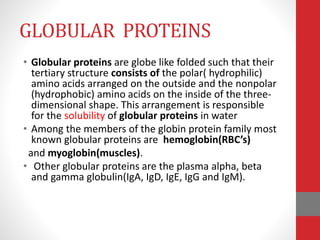 GLOBULAR PROTEINS
• Globular proteins are globe like folded such that their
tertiary structure consists of the polar( hydrophilic)
amino acids arranged on the outside and the nonpolar
(hydrophobic) amino acids on the inside of the three-
dimensional shape. This arrangement is responsible
for the solubility of globular proteins in water
• Among the members of the globin protein family most
known globular proteins are hemoglobin(RBC’s)
and myoglobin(muscles).
• Other globular proteins are the plasma alpha, beta
and gamma globulin(IgA, IgD, IgE, IgG and IgM).
 
