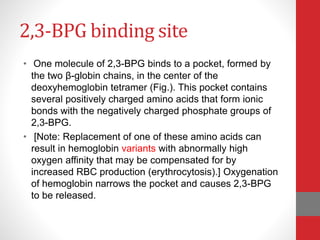 2,3-BPG binding site
• One molecule of 2,3-BPG binds to a pocket, formed by
the two β-globin chains, in the center of the
deoxyhemoglobin tetramer (Fig.). This pocket contains
several positively charged amino acids that form ionic
bonds with the negatively charged phosphate groups of
2,3-BPG.
• [Note: Replacement of one of these amino acids can
result in hemoglobin variants with abnormally high
oxygen affinity that may be compensated for by
increased RBC production (erythrocytosis).] Oxygenation
of hemoglobin narrows the pocket and causes 2,3-BPG
to be released.
 