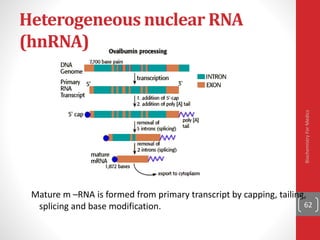 Heterogeneous nuclear RNA
(hnRNA)
Mature m –RNA is formed from primary transcript by capping, tailing,
splicing and base modification. 62
BiochemistryForMedics
 