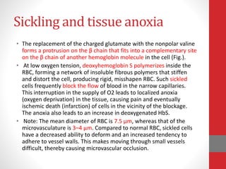 Sickling and tissue anoxia
• The replacement of the charged glutamate with the nonpolar valine
forms a protrusion on the β chain that fits into a complementary site
on the β chain of another hemoglobin molecule in the cell (Fig.).
• At low oxygen tension, deoxyhemoglobin S polymerizes inside the
RBC, forming a network of insoluble fibrous polymers that stiffen
and distort the cell, producing rigid, misshapen RBC. Such sickled
cells frequently block the flow of blood in the narrow capillaries.
This interruption in the supply of O2 leads to localized anoxia
(oxygen deprivation) in the tissue, causing pain and eventually
ischemic death (infarction) of cells in the vicinity of the blockage.
The anoxia also leads to an increase in deoxygenated HbS.
• Note: The mean diameter of RBC is 7.5 μm, whereas that of the
microvasculature is 3–4 μm. Compared to normal RBC, sickled cells
have a decreased ability to deform and an increased tendency to
adhere to vessel walls. This makes moving through small vessels
difficult, thereby causing microvascular occlusion.
 