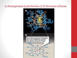 A. Hemoprotein(cytochromec).B. Structureofheme
 
