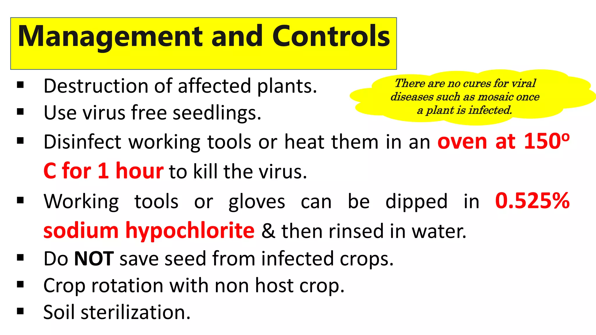 Papaya Mosaic Virus PapMV PPTX papaya-mosaic-virus-papmv-pptx