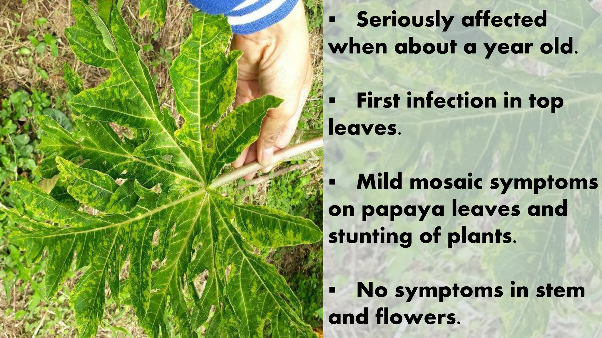 Papaya Mosaic Virus PapMV PPTX papaya-mosaic-virus-papmv-pptx