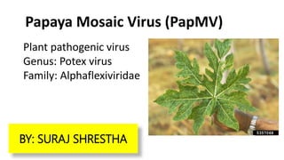 Plant pathogenic virus
Genus: Potex virus
Family: Alphaflexiviridae
Papaya Mosaic Virus (PapMV)
BY: SURAJ SHRESTHA
 