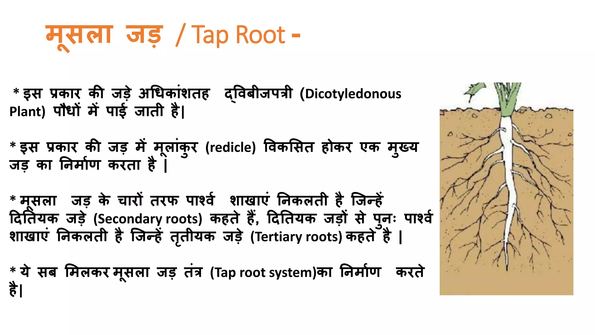 Taproot Modifications Plant Root | Types of roots |Modifications of roots | PPTX