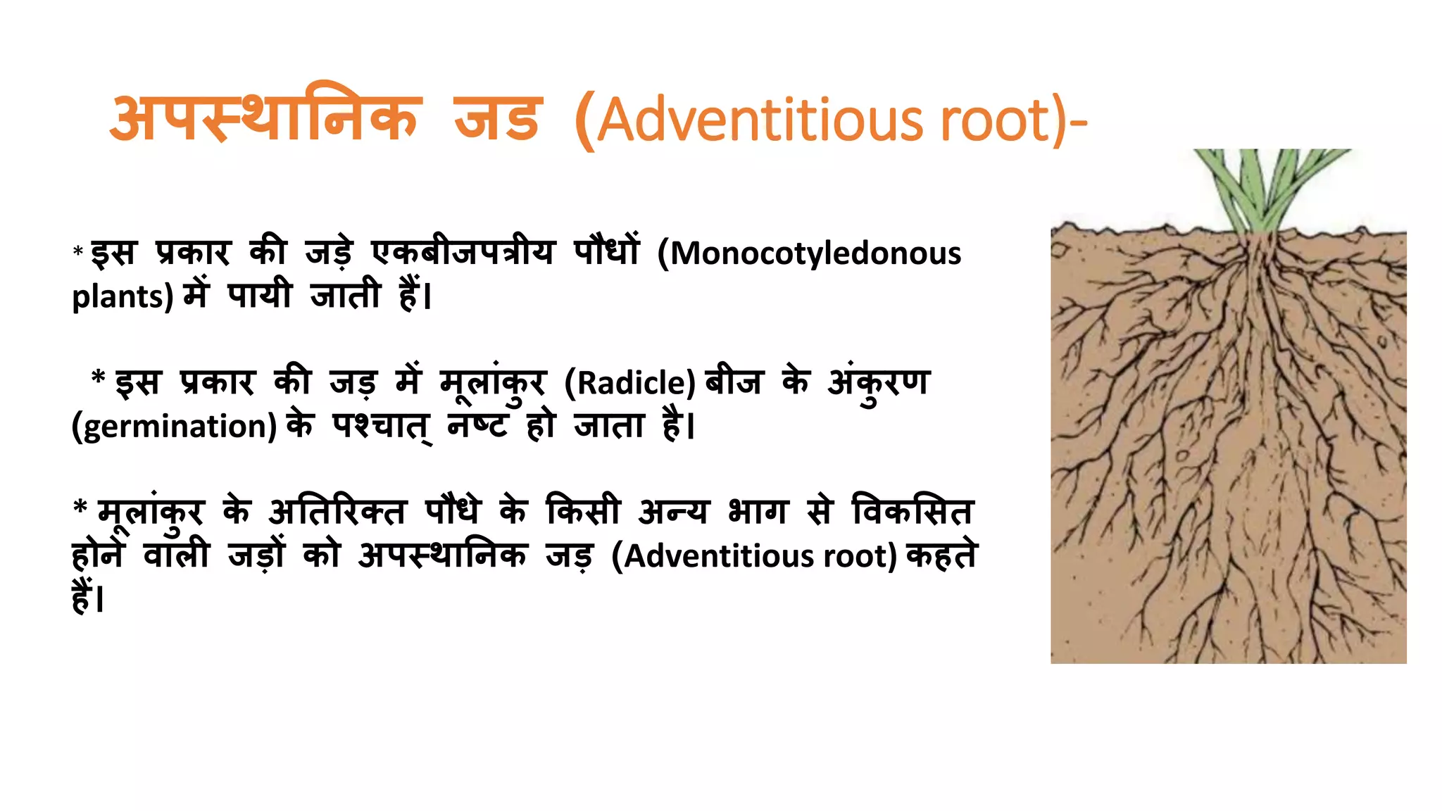 Plant Root | Types of roots |Modifications of roots | PPTX
