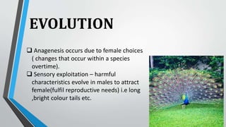EVOLUTION
 Anagenesis occurs due to female choices
( changes that occur within a species
overtime).
 Sensory exploitation – harmful
characteristics evolve in males to attract
female(fulfil reproductive needs) i.e long
,bright colour tails etc.
 