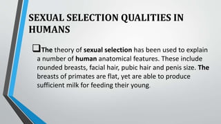 SEXUAL SELECTION QUALITIES IN
HUMANS
The theory of sexual selection has been used to explain
a number of human anatomical features. These include
rounded breasts, facial hair, pubic hair and penis size. The
breasts of primates are flat, yet are able to produce
sufficient milk for feeding their young.
 