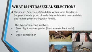 WHAT IS INTRASEXUAL SELECTION?
 This means Selection of Candidate within same Gender i.e.
Suppose there is group of male they will choose one candidate
and let him go for mating with female.
This type of selection involves:-
 Direct fight in same gender (Northern elephant seals).
or
 Direct competition
 