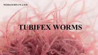 TUBIFEX WORMS
WEERASURIYA W.A.M.B
12/22/2020 1
 