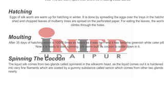 tree. The silk worm spent their entire life in eating these leaves.
Hatching
Eggs of silk worm are warm up for hatching in winter. It is done by spreading the eggs over the trays in the hatchin
shed and chopped leaves of mulberry trees are spread on the perforated paper. For eating the leaves, the worm
climbs through the holes.
Moulting
After 35 days of hatching worm is 10000 times as heavy as it was born and it has become greenish white cater pilla
Now it is ready to start spinning, silk worm built its cocoon to settle down in it.
Spinning The Cocoon
The liquid silk comes from two glands called spinneret in the silkworm head, as the liquid comes out it is hardened
into very fine filaments which are coated by a gummy substance called sericin which comes from other two glands
nearly.
 