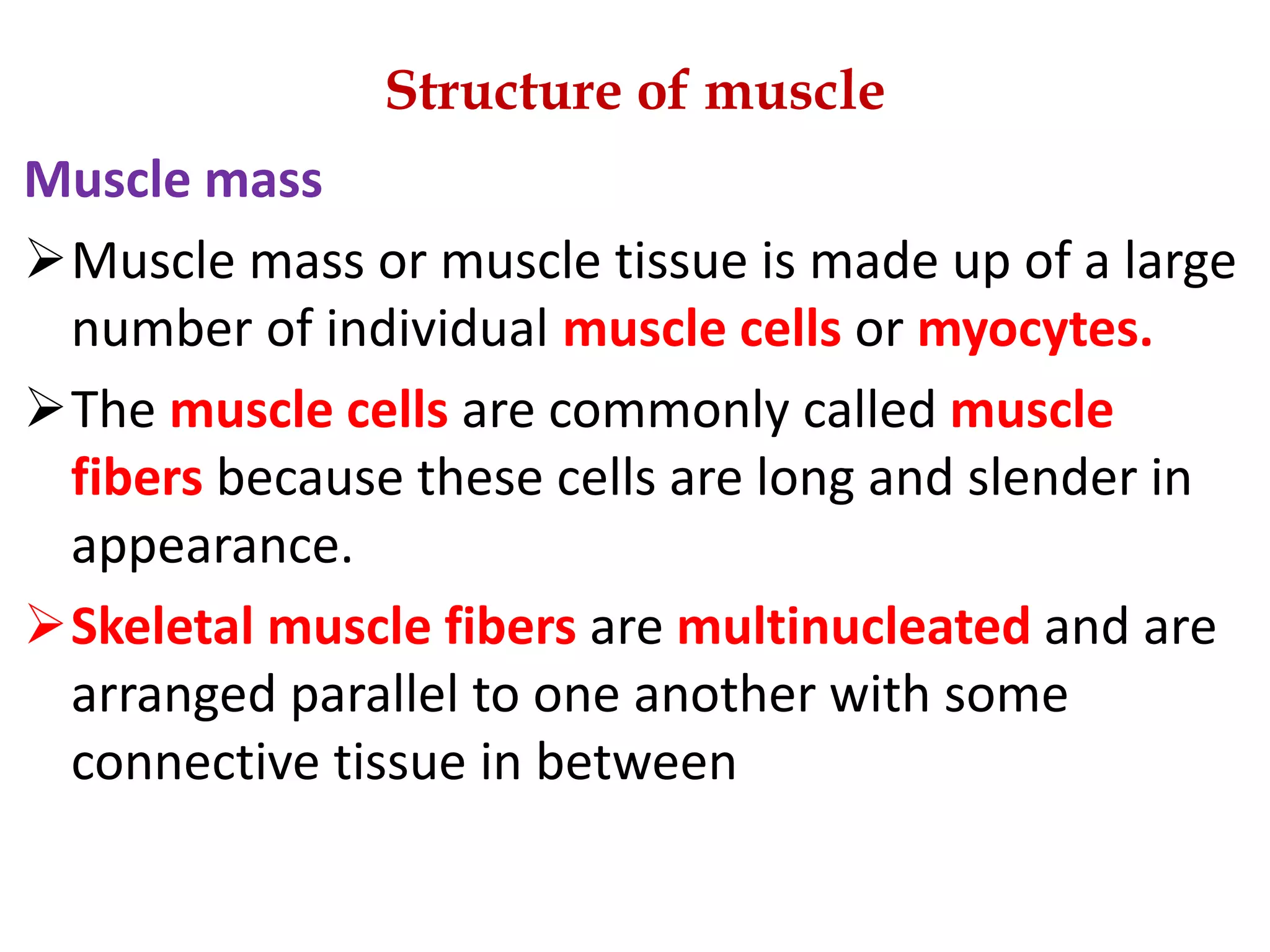 MUSCULAR SYSTEM AND ITS COMPONENTS | PPTX | Physical Therapy | Wellness