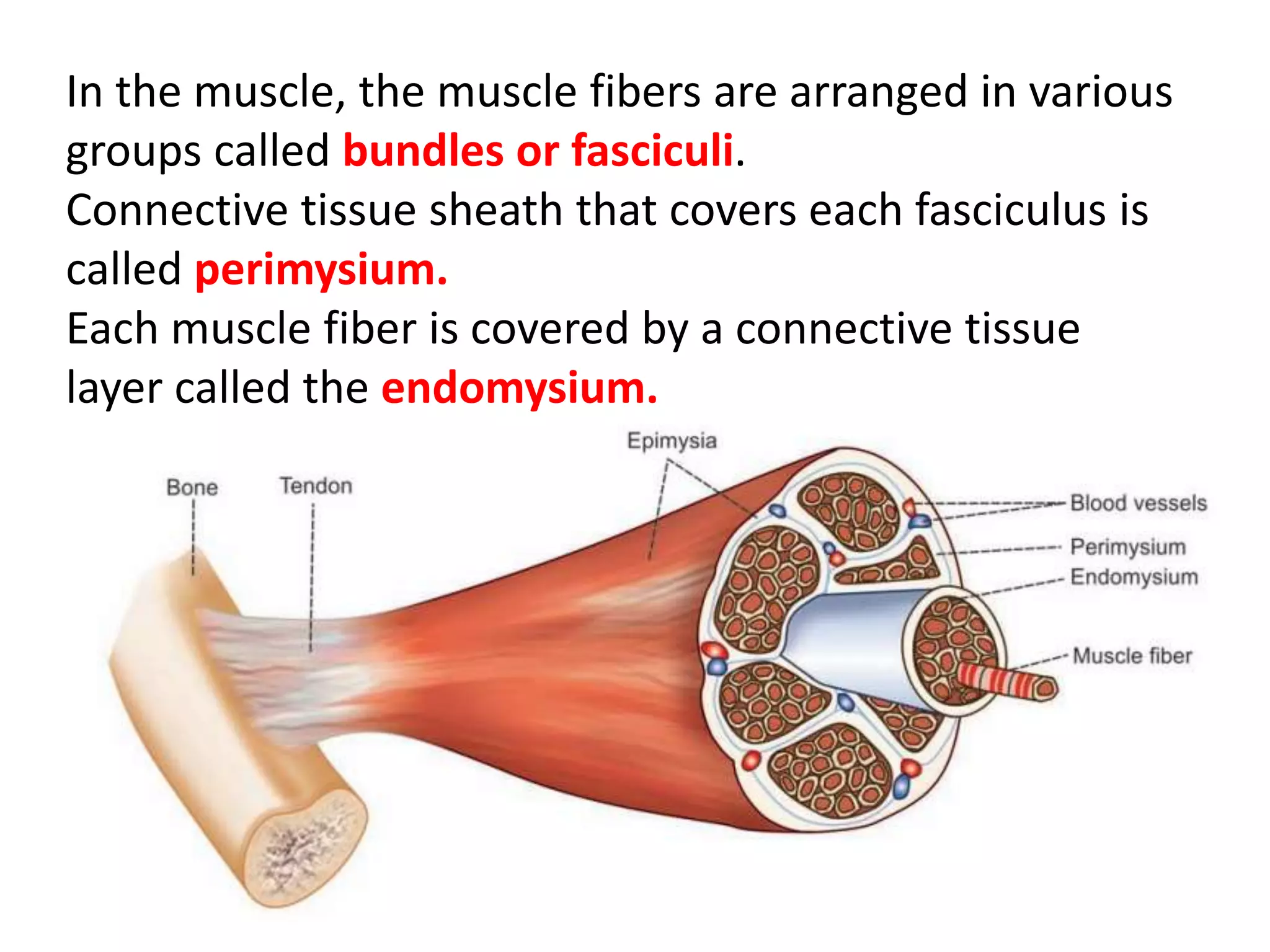 MUSCULAR SYSTEM AND ITS COMPONENTS | PPTX | Physical Therapy | Wellness