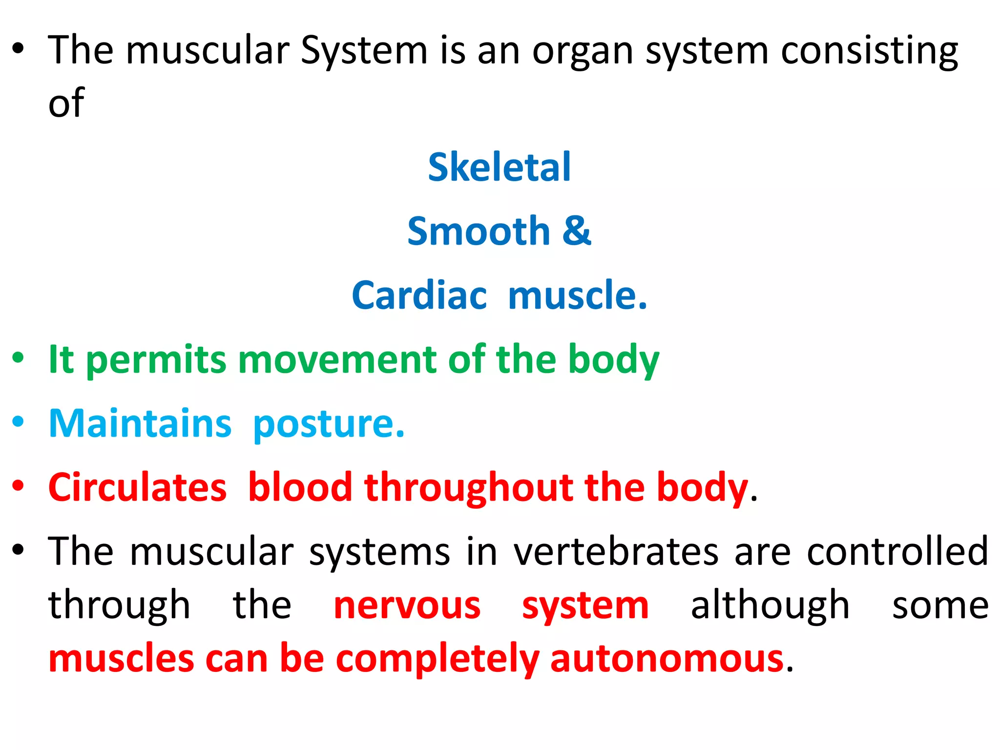 MUSCULAR SYSTEM AND ITS COMPONENTS | PPTX | Physical Therapy | Wellness