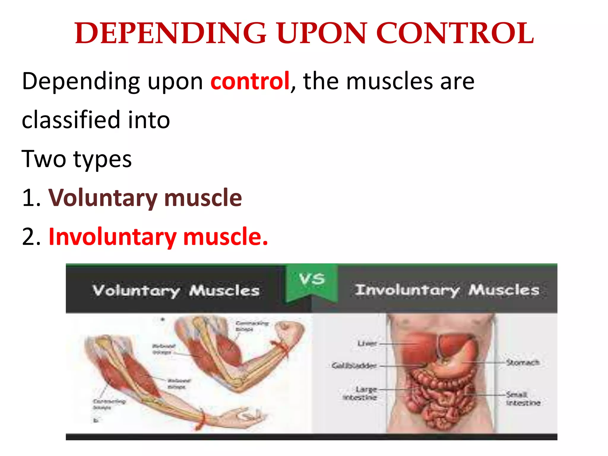 MUSCULAR SYSTEM AND ITS COMPONENTS | PPTX | Physical Therapy | Wellness