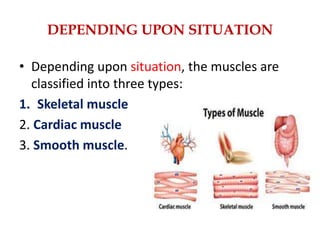 DEPENDING UPON SITUATION
• Depending upon situation, the muscles are
classified into three types:
1. Skeletal muscle
2. Cardiac muscle
3. Smooth muscle.
 